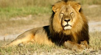 Zimbabwe and the killing of Cecil