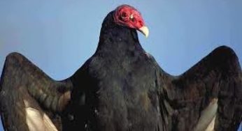 GOP debate: the squawking of vultures