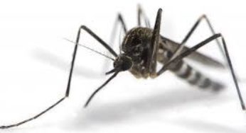 Zika, the Olympics and the Brazilian coup